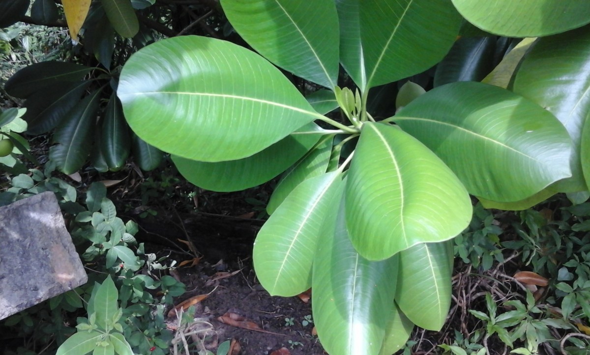 Ochrosia oppositifolia (Lam.) K.Schum.